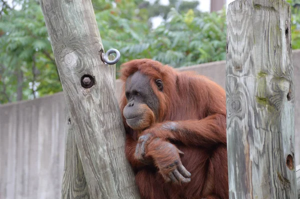 Orangutan na post — Stock fotografie