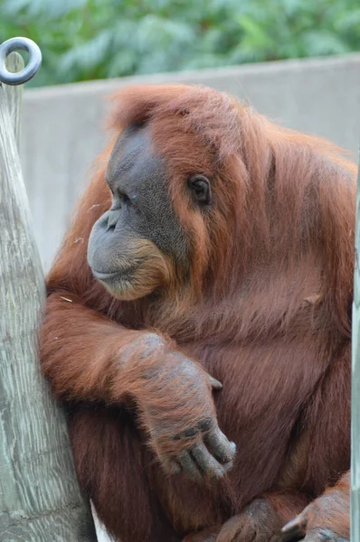 Orangután en un poste —  Fotos de Stock