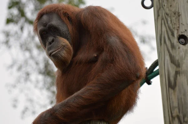 Orangután en un poste —  Fotos de Stock