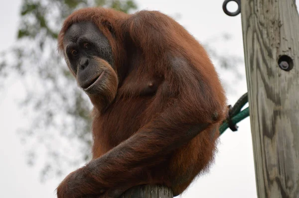 Orangután en un poste —  Fotos de Stock