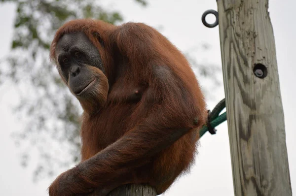 Orang-Utan auf einem Posten — Stockfoto