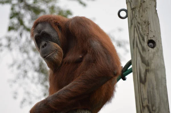 Orangután en un poste —  Fotos de Stock