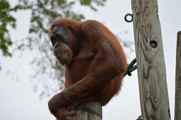 Orangután en un poste —  Fotos de Stock