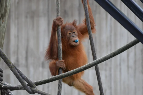 Un bébé orang-outan — Photo