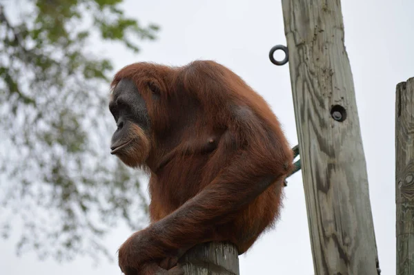 Orang-Utan auf einem Posten — Stockfoto