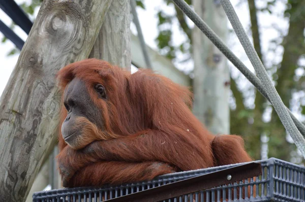 Orangután en una plataforma —  Fotos de Stock