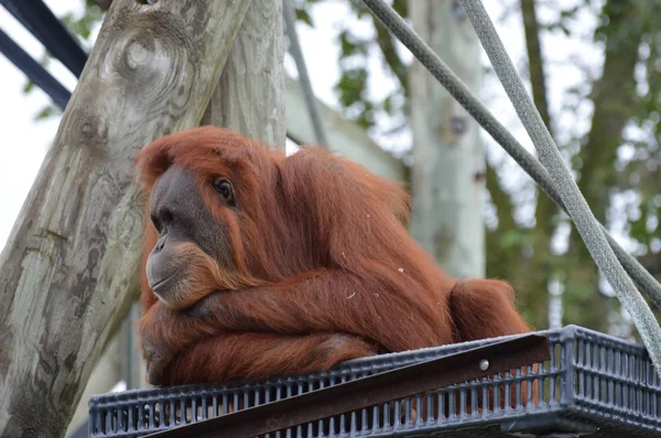 Orangután en una plataforma —  Fotos de Stock