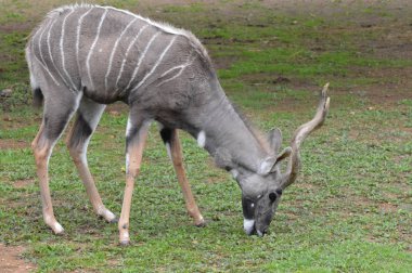 Çimenlerde otlayan bir kudu