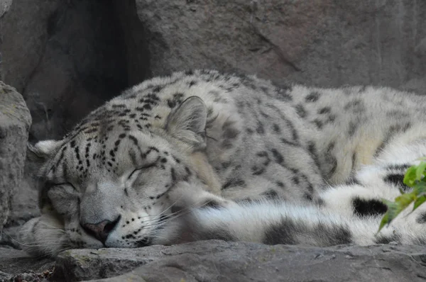 Beautiful Snow Leopard Stock Photo By C Freshes12