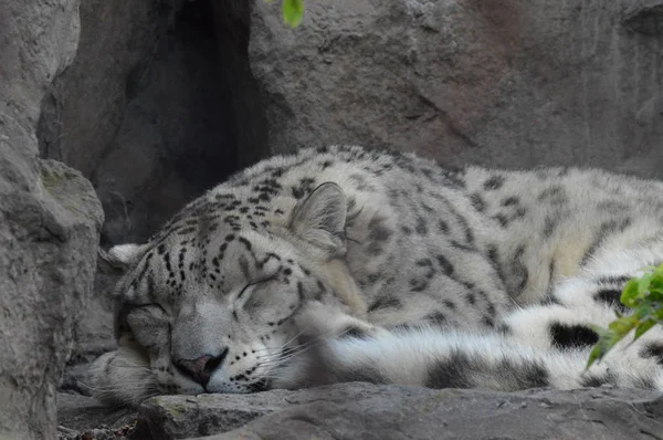 Um leopardo da neve — Fotografia de Stock