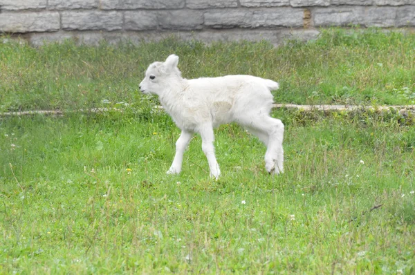 Πρόβατα Dall — Φωτογραφία Αρχείου