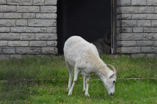 Ein Dall-Schaf — Stockfoto