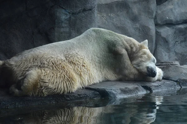 Een ijsbeer — Stockfoto