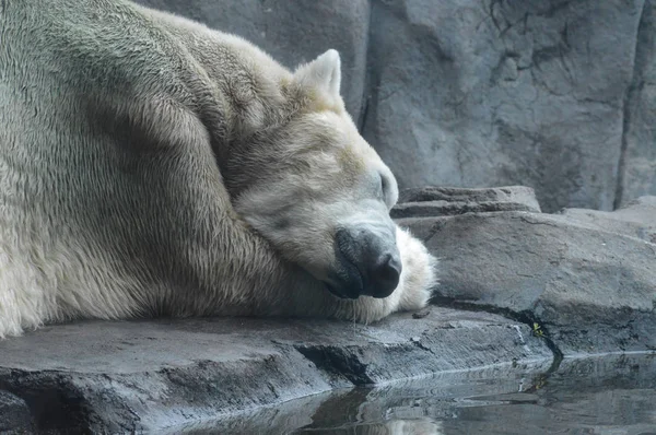 A Polar Bear — Stock Photo, Image