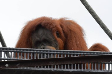 Orangutan bir platformda