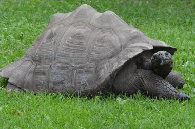 Bir Galapagos Kaplumbağa.