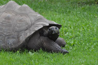 Bir Galapagos Kaplumbağa.