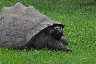 Bir Galapagos Kaplumbağa.