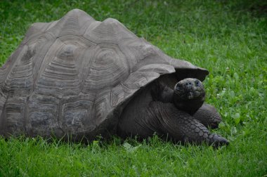 Bir Galapagos Kaplumbağa.