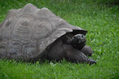 Bir Galapagos Kaplumbağa.