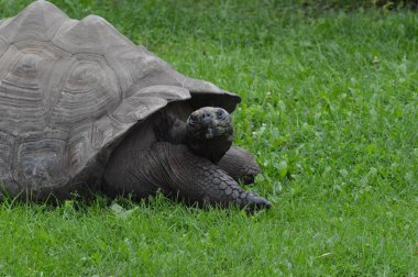Bir Galapagos Kaplumbağa.