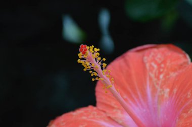 Bahçede Hibiscus çiçeği