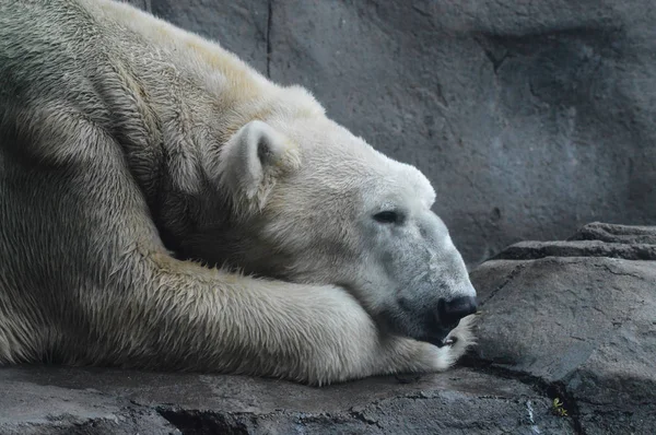 Un oso polar — Foto de Stock
