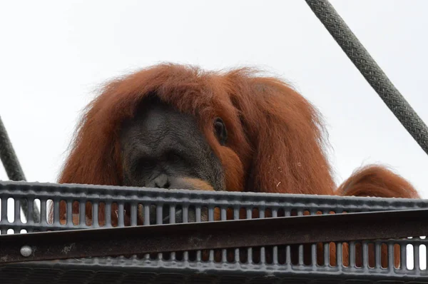 Orangutan em uma plataforma — Fotografia de Stock