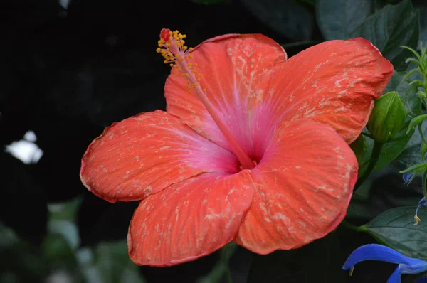 Цветок гибискуса в саду — стоковое фото