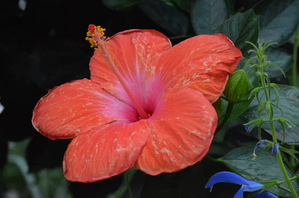 Цветок гибискуса в саду — стоковое фото