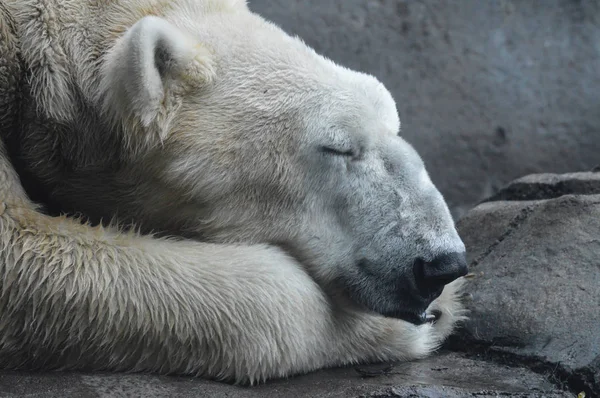 Ein Eisbär lizenzfreie Stockbilder