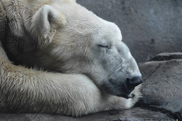 Ein Eisbär Stockbild