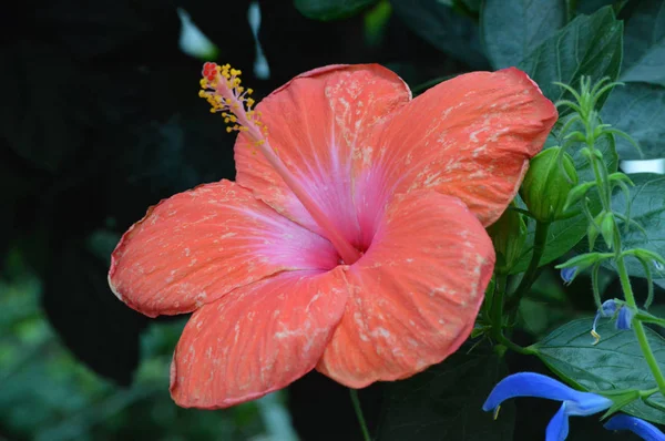 Hibiscus flower in the garden — Stock Photo, Image