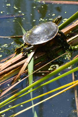 Boyalı bir kaplumbağa