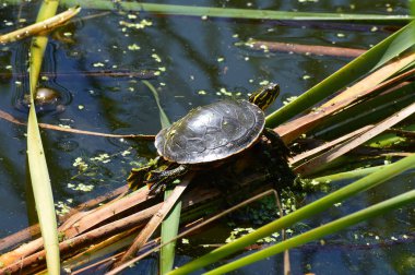 Boyalı bir kaplumbağa