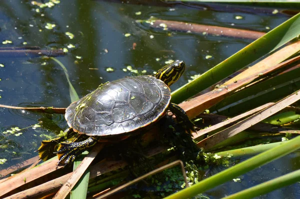Boyalı bir kaplumbağa