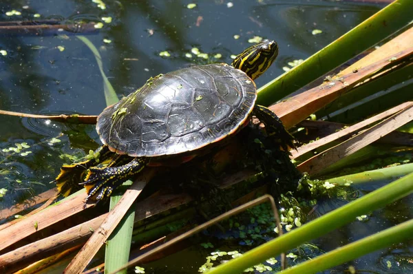 Boyalı bir kaplumbağa