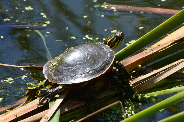 Boyalı bir kaplumbağa
