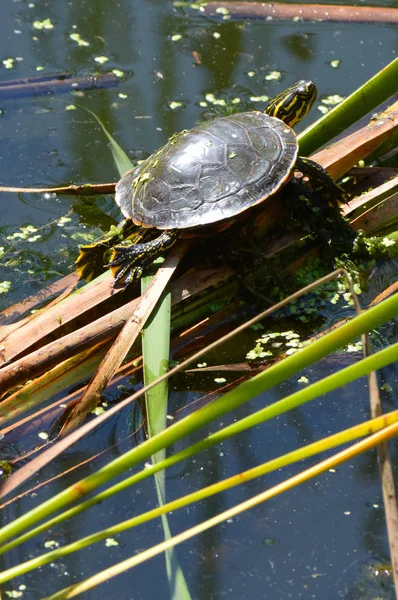 Boyalı bir kaplumbağa