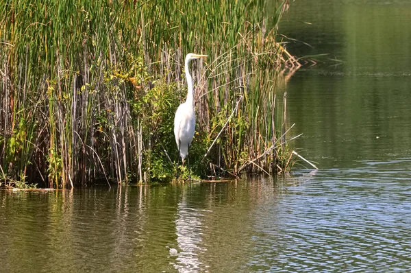Ak balıkçıl sulak