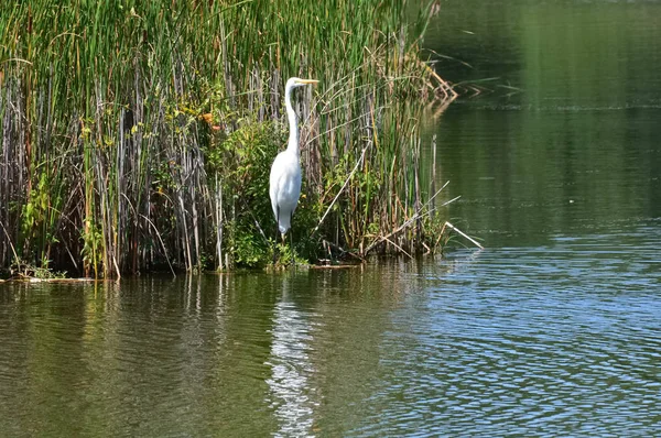 Ak balıkçıl sulak