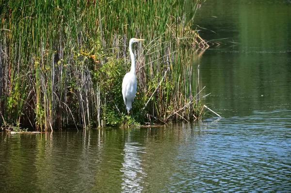 Ak balıkçıl sulak