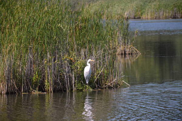 Egret in the wetland