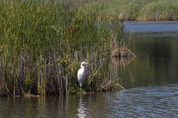 Ak balıkçıl sulak