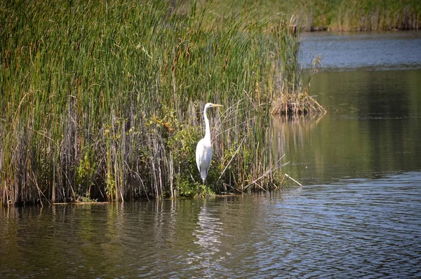 Ak balıkçıl sulak
