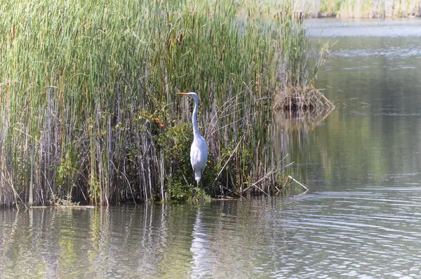 Ak balıkçıl sulak