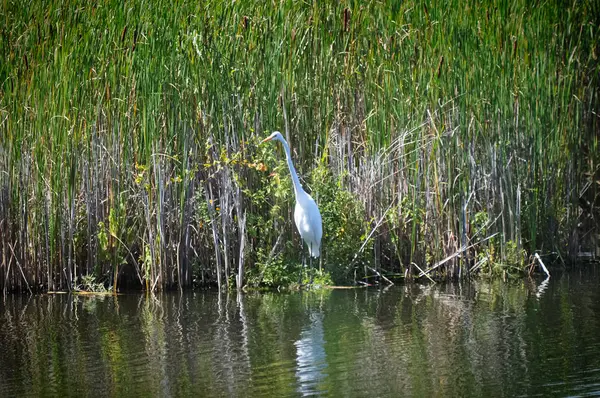 Ak balıkçıl sulak