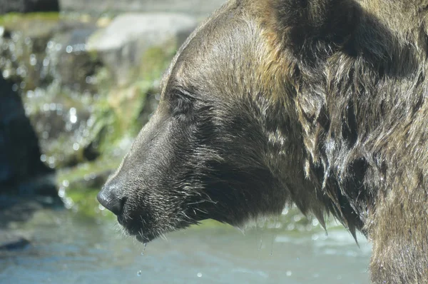 A Grizzly Bear — Zdjęcie stockowe