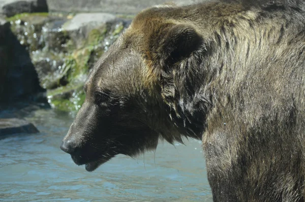 Медведь гризли — стоковое фото