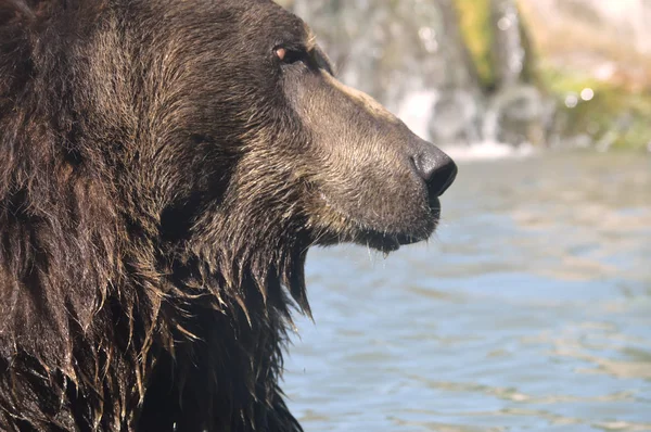 A Grizzly Bear — Zdjęcie stockowe